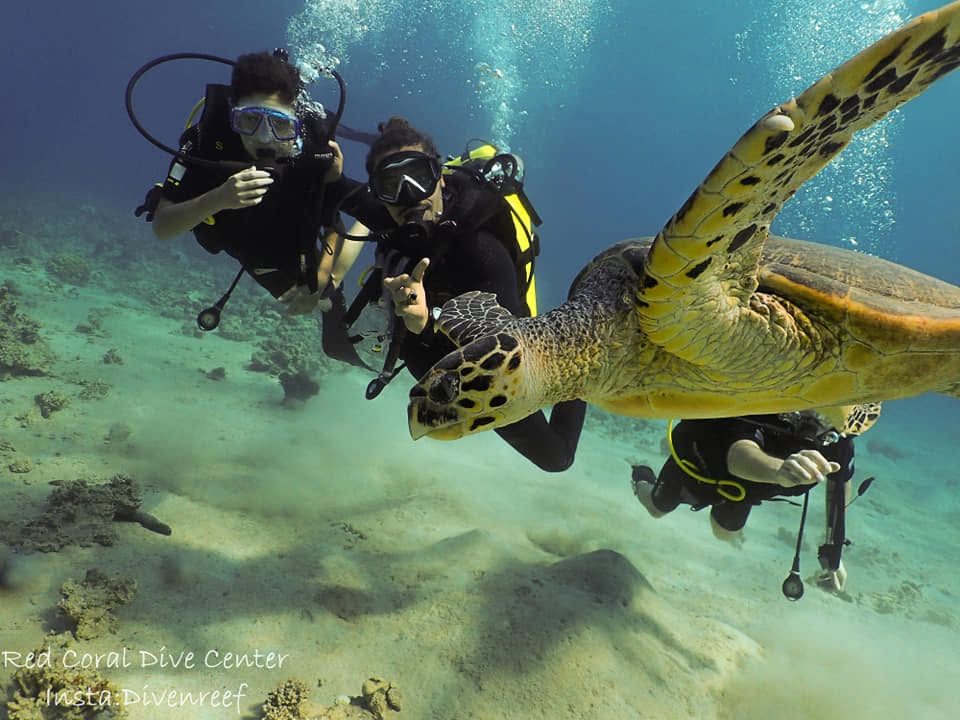 red coral dive center scuba dive