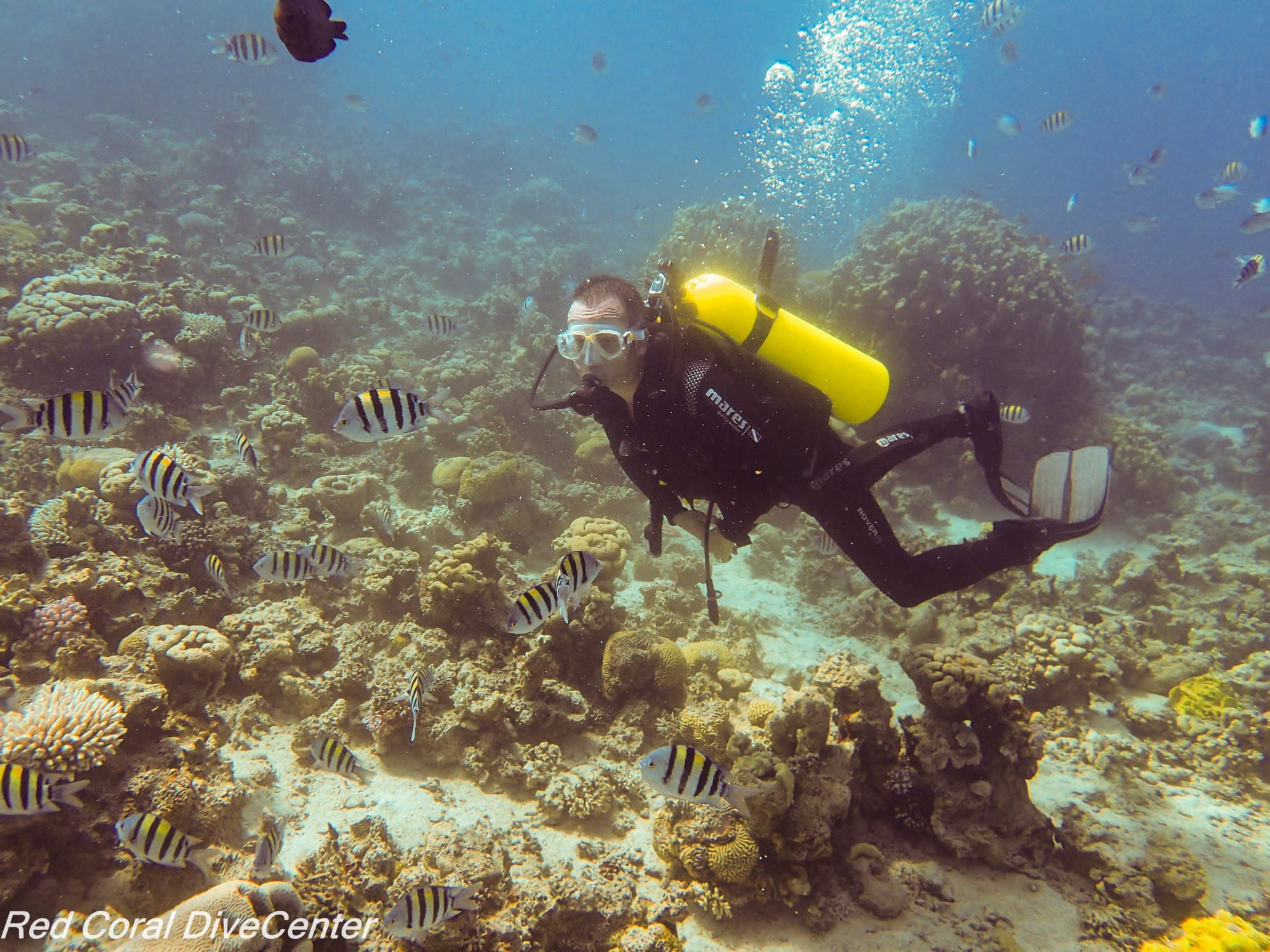 best dive center in aqaba cheap dive center in aqba