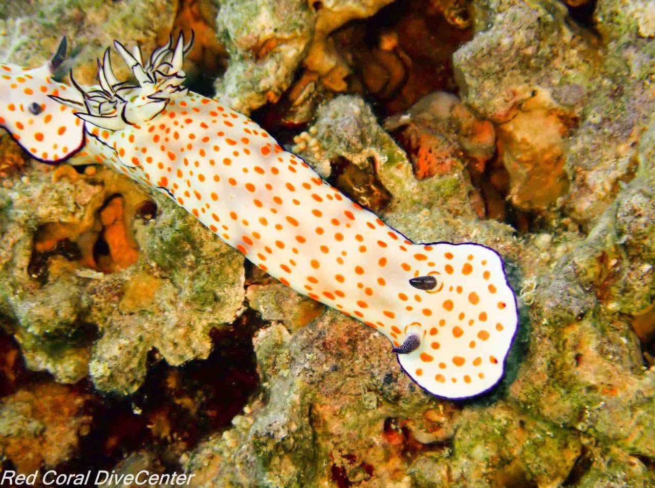 Seven Sisters reef diving Aqaba