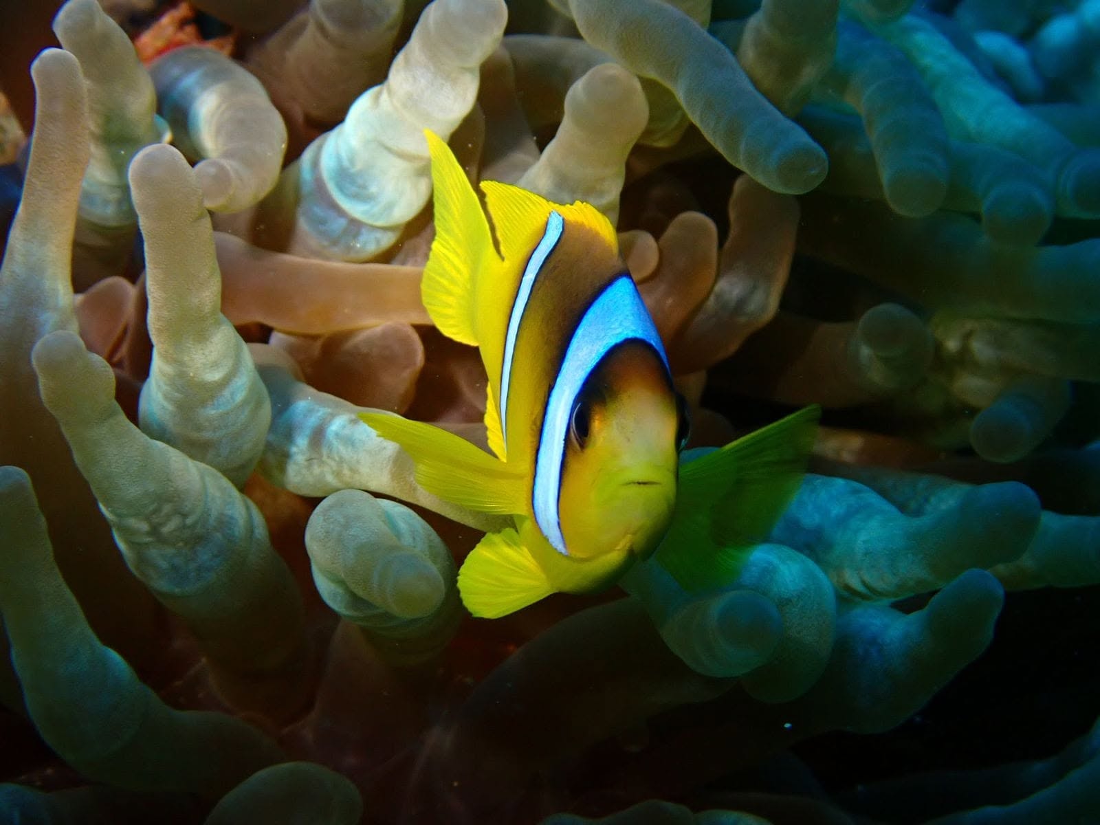 Scuba diving experience in Aqaba Jordan