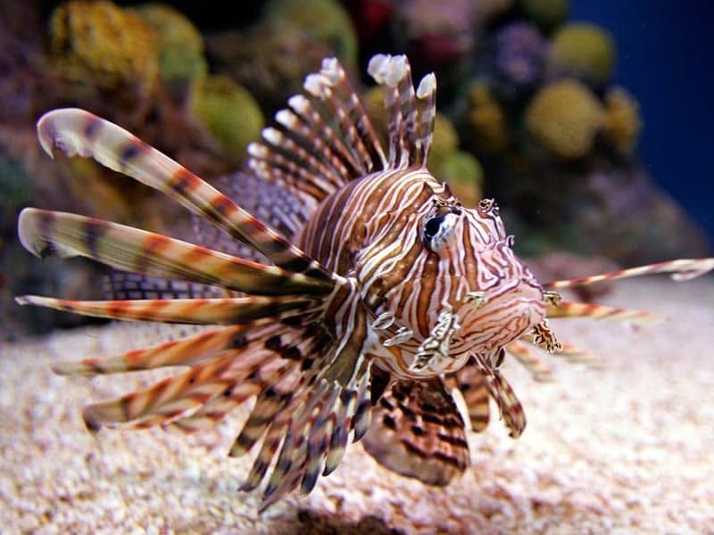 Red Sea marine life Aqaba