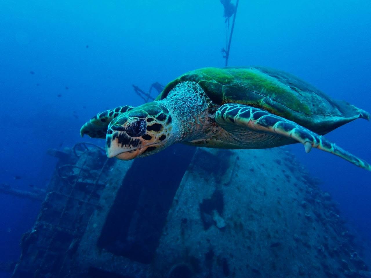 Cedar Pride Wreck diving in Aqaba